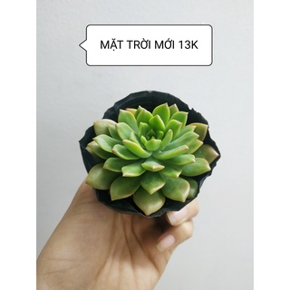 Sen đá MẶT TRỜI MỚI