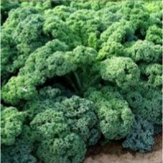 hạt giống cải xoăn kale sen vàng 2gr