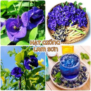 HẠT GIỐNG HOA ĐẬU BIẾC - Loài Hoa Đa Công Dụng, Chế Biến Nhiều Món Ngon.