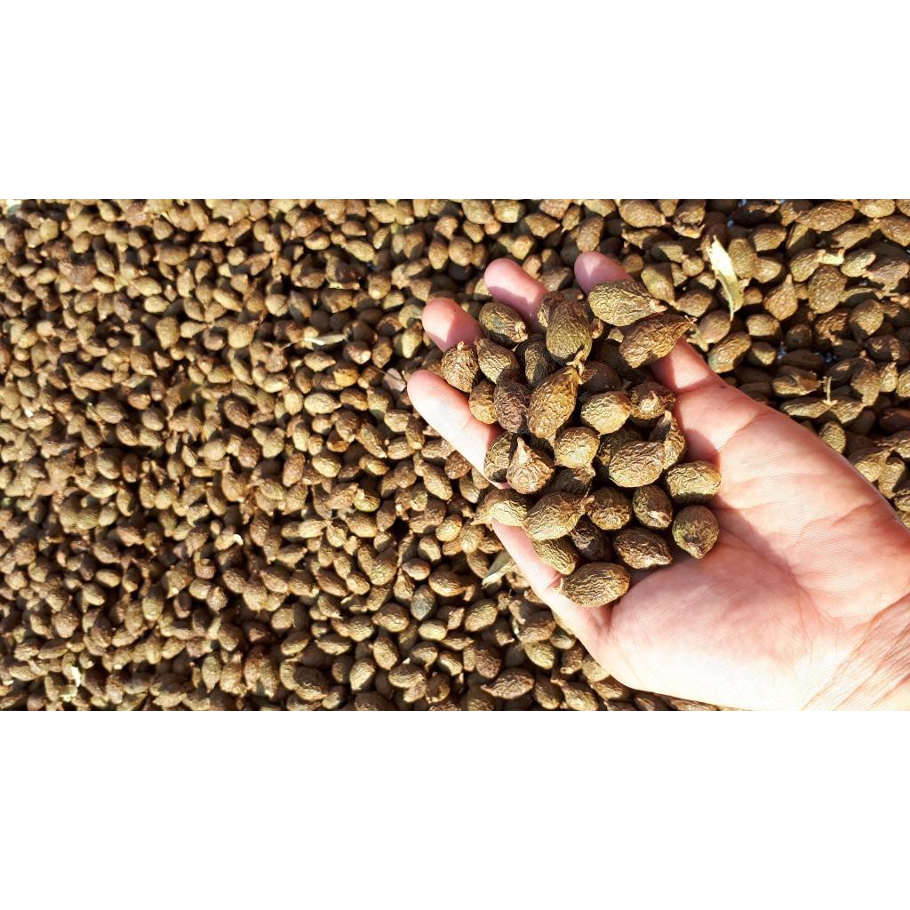 500gr Hạt ươi (hột đười ươi) Kon Tum hút chân không - tặng kèm hạt é | BigBuy360 - bigbuy360.vn