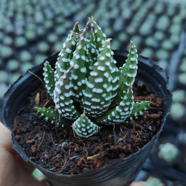 Móng rồng cụp