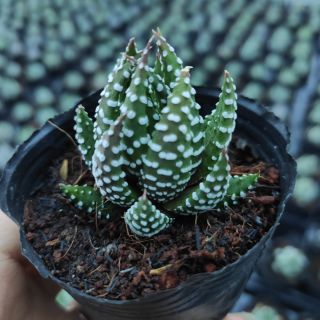 Móng rồng cụp