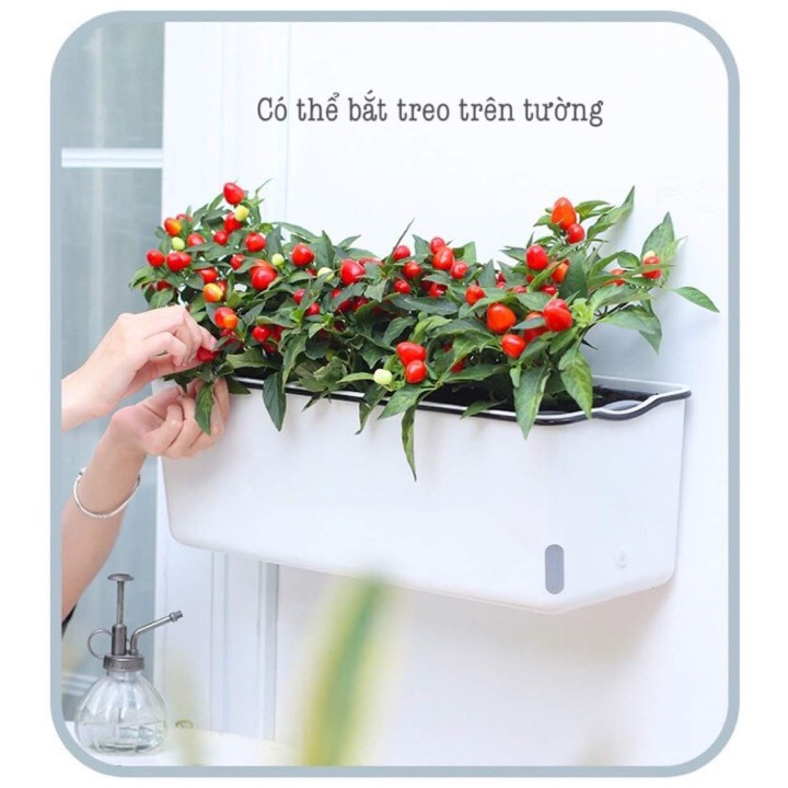 Chậu nhựa trồng cây Oliz-A207. Chậu trồng rau tự dưỡng thiết kế thông minh hiện đại