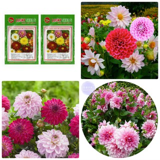 Hạt giống hoa thược dược lùn mix