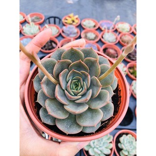 sen đá bông hồng xám sz lớn (10cm)