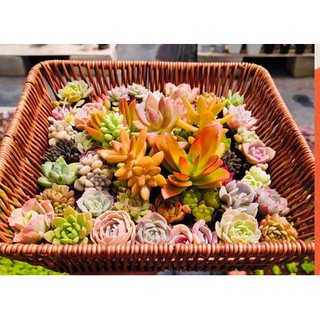 Combo sen đá mini mix màu loại 2-4cm