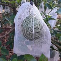 TÚI BAO, BỌC TRÁI CÂY