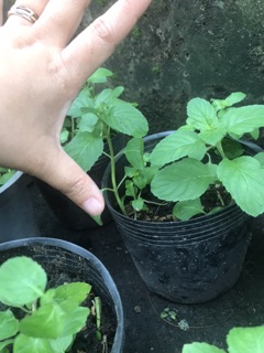 5 Cây bạc hà Pháp (pepper mint)