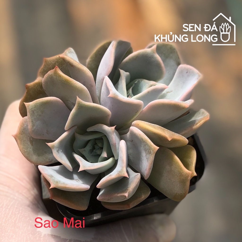 sen đá Sao Mai - echeveria lucila