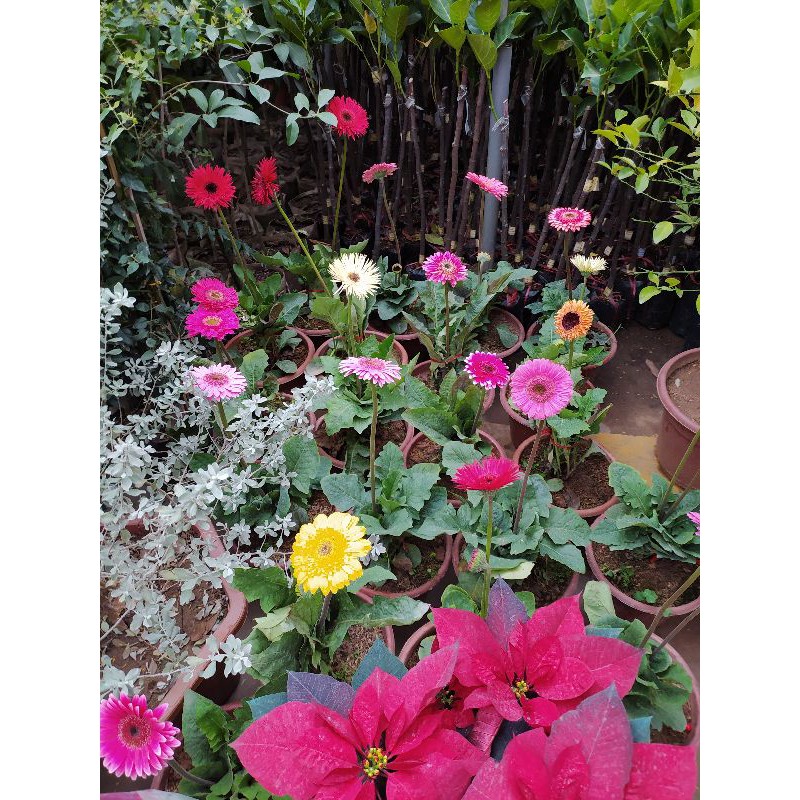 Combo 50 chậu nhựa trồng cây kích thước 9x9 cm