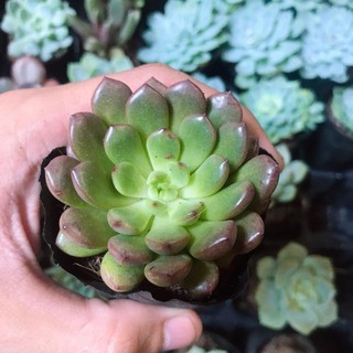 Sen Đá Ruby Đỏ Đủ Size | Xuất xứ Đà Lạt | Dễ trồng dễ chăm