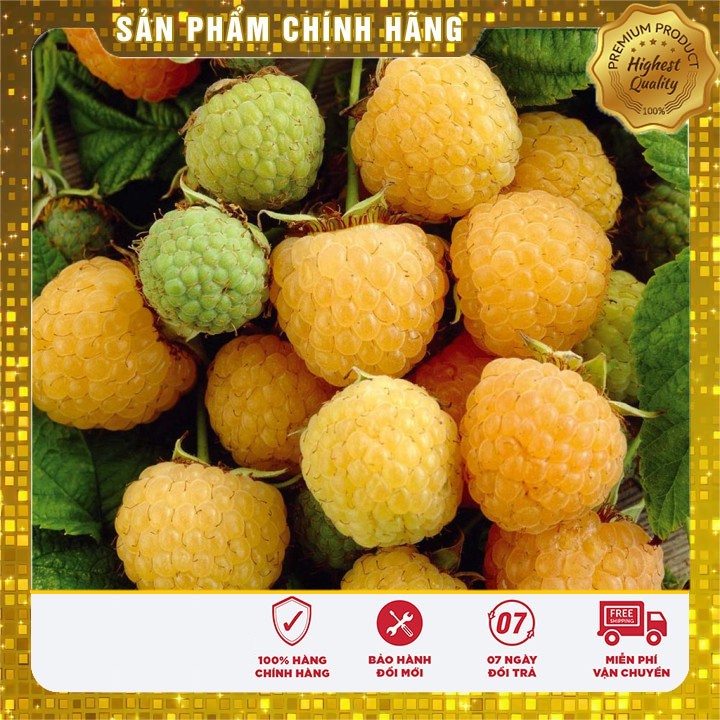 Hạt giống mâm xôi vàng ( phúc bồn tử vàng 10 hạt)