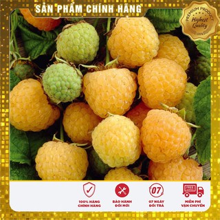 Hạt giống mâm xôi vàng ( phúc bồn tử vàng 10 hạt)