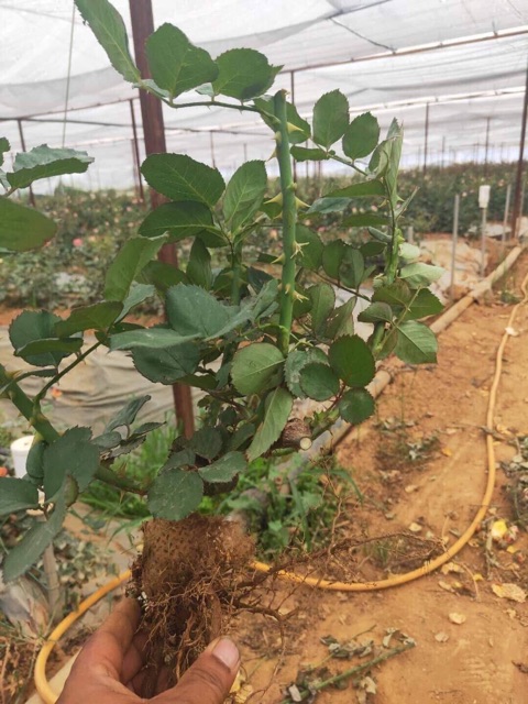 Gốc hoa hồng cam