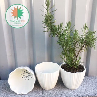 5 Chậu Hoa Mai 15x13cm – Chậu nhựa trắng dày đẹp, trồng cây trồng hoa trang trí
