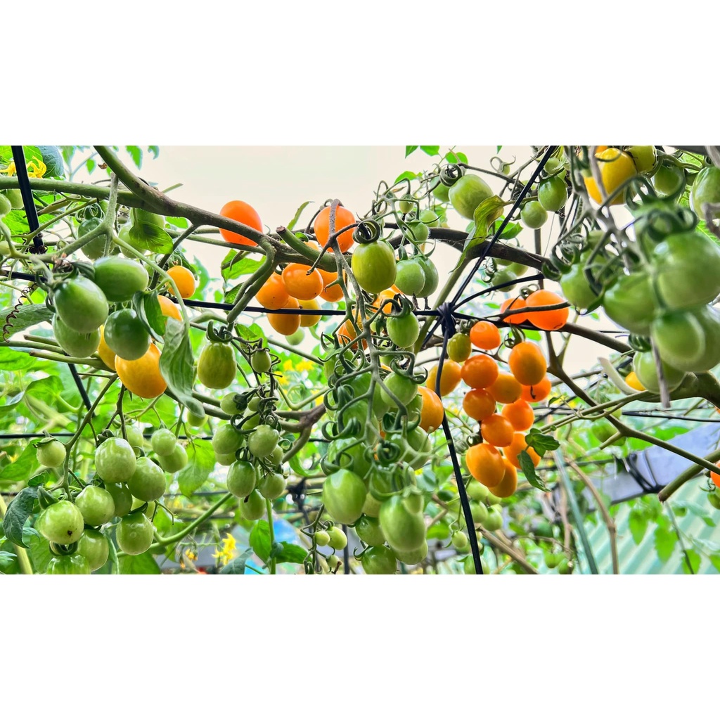 Cherry vàng là tên cà chua với tỉ lệ nảy mầm 100% cùng gói 34, 68 hoặc 102 hạt