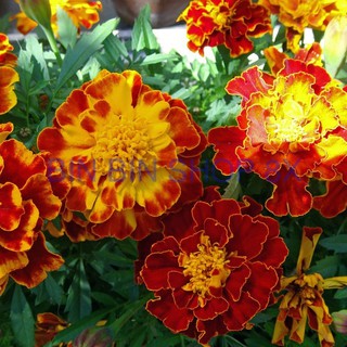 Hạt giống hoa cúc vạn thọ Pháp - 50 hạt