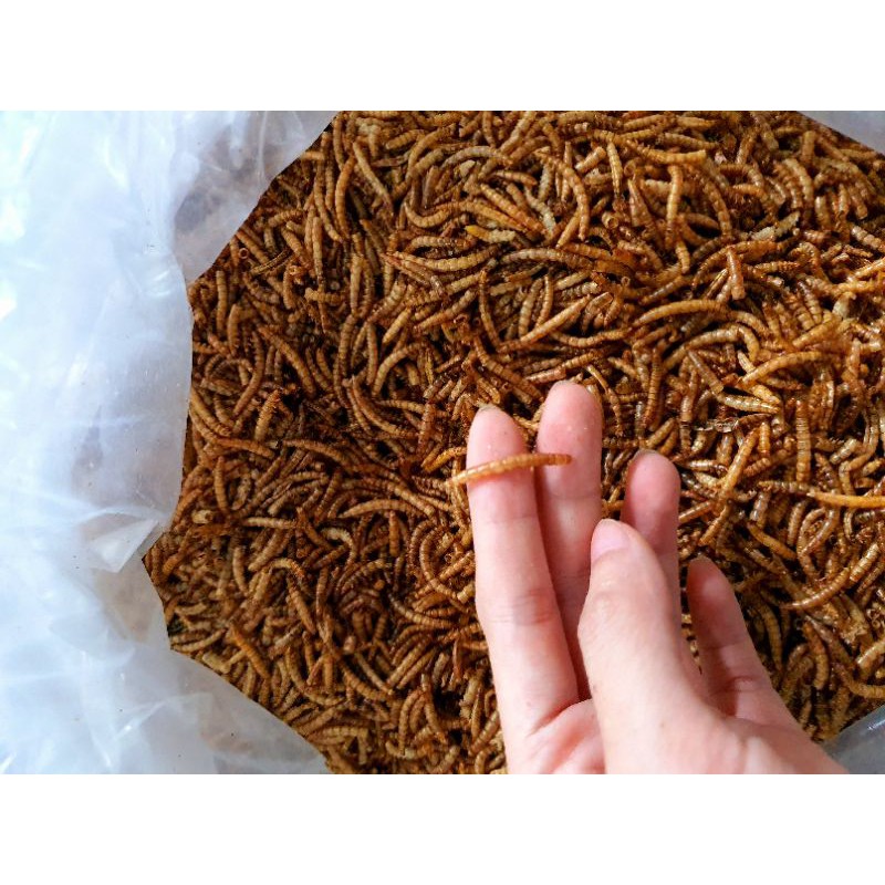 Sâu rang khô