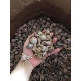 TỎI 1 NHÁNH SƠN LA