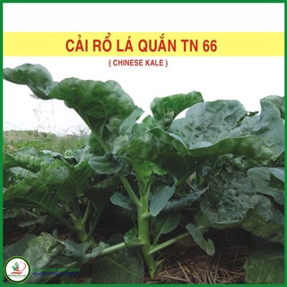 Hạt giống cải rổ lá quắn tn 66 - 20g