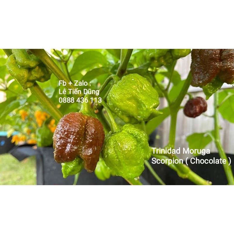 Hạt giống ớt Trinidad Moruga Scorpion