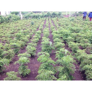 Cây giống Đinh Lăng lá nhỏ [ CÂY KHỎE ].