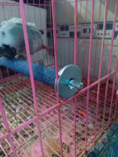 Cầu mài móng cho vẹt màu ngẫu nhiên.