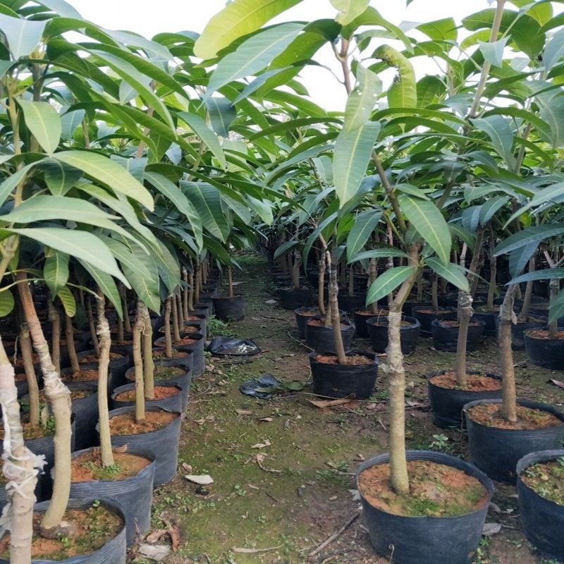 Giống xoài Đài Loan