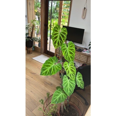Chậu cứng philodendron verrucosum