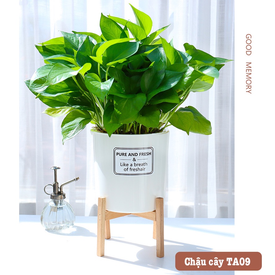 Chậu trồng cây tự tưới Oliz TA0 - Chậu cây để bàn có chân đỡ bằng gỗ, theo phong cách Bắc Âu.