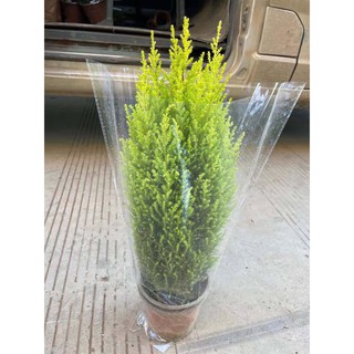 Cây tùng thơm cao 30 cm (ảnh thật số 2),