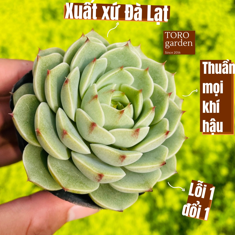 Sen đá vân mai Đà Lạt size bé cây cảnh trang trí nhà cửa Toro garden