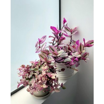 Chậu cây Thài Lài Hồng - Tradescantia Fluminensis tricolor