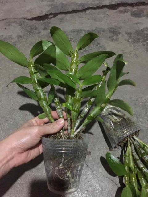 Dendro xuân hoa thơm