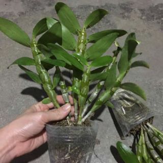 Dendro xuân hoa thơm