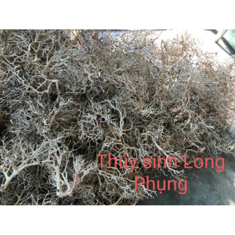 Xương chùm làm bonsai 34k/100g - 310k/1kg