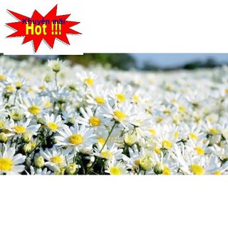 Hạt Giống Hoa Cúc Họa Mi Trắng TẶNG KÍCH MẦM