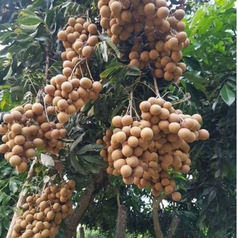 3 kg nhãn cùi quả to hạt nhỏ ngọt