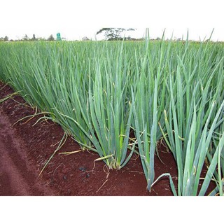 Gói 5 gr hạt giống hành ta