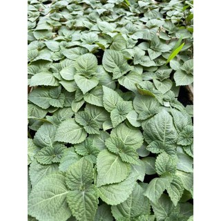 HẠT GIỐNG LÁ MÈ HÀN QUỐC ẢNH KHÁCH NHÀ EM