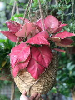 Chậu nhựa giả cói 2