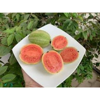 Cây giống ổi cẩm thạch ruột đỏ