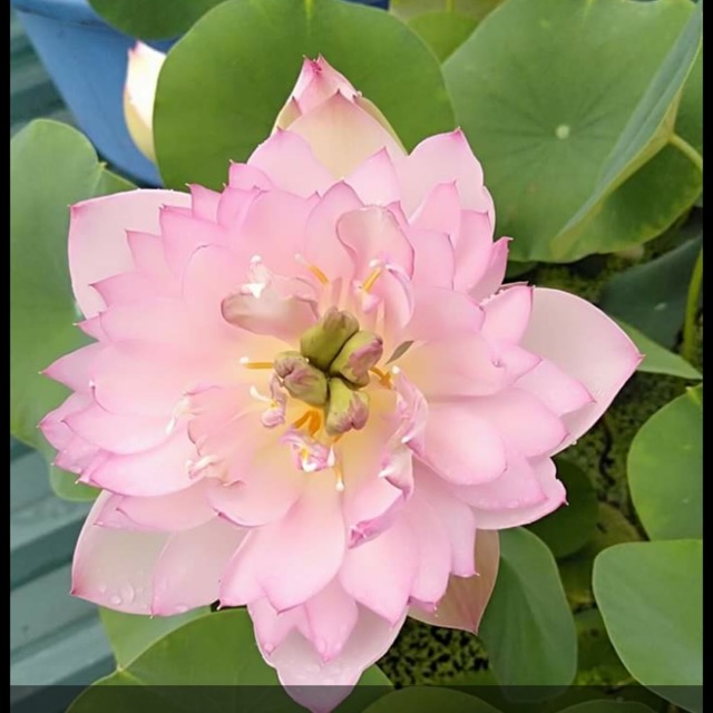 Củ sen mini lucky pink