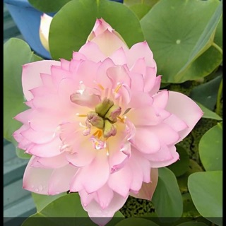 Củ sen mini lucky pink