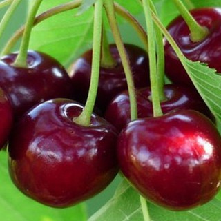 Hạt giống cây ăn trái cherry đỏ {10 hạt + 1 gói kích thích hạt nảy mầm }
