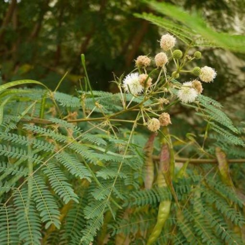 Gói 1Kg Hạt Giống Cây Keo Dậu  - Hạt Cỏ Chăn Nuôi Gia Súc Gia