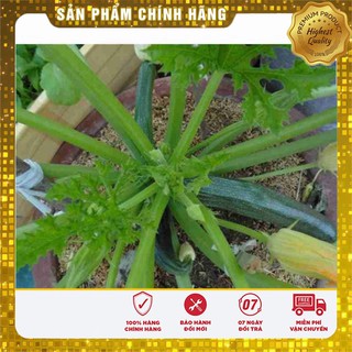 Hạt Giống Bí Ngòi Xanh ( 10 Hạt )