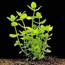 DƯA HẤU THỦY SINH 15 NGỌN