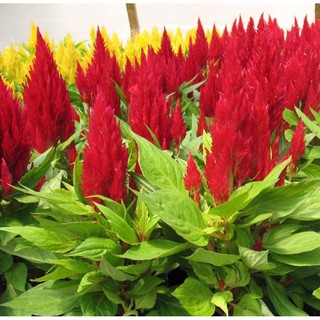 HẠT GIỐNG HOA ĐUÔI PHỤNG - MÀO GÀ LỬA