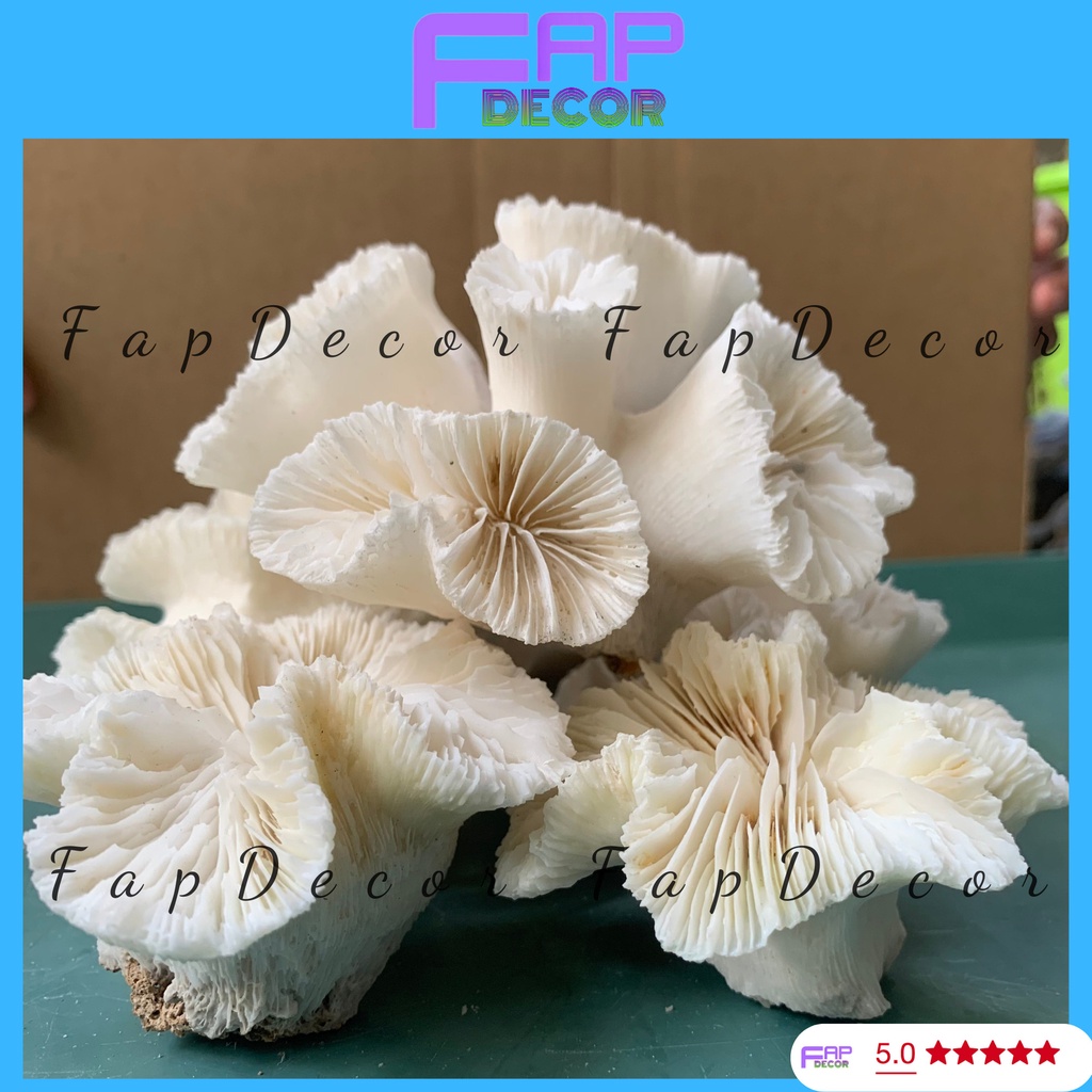 SAN HÔ HẢI QUỲ PHONG THỦY NHIỀU CÁNH SIÊU ĐẸP TRANG TRÍ BỂ CÁ THỦY SINH TIỂU CẢNH - FAPDECOR